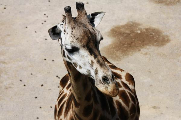 girafa la gradina zoologica din praga