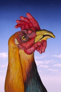 cocos guido daniele