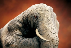 guido daniele Elephant-on-brown1-499x340