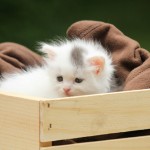 Îți vine să-ți mănînci copilul? Există o explicație!