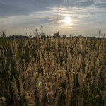 Înapoi în burta mamei