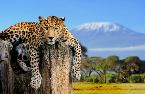 Cel mai puternic leopard din lume are aproape șase ani