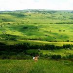 Când îți e greu, desenează-ți o imagine dintr-un viitor posibil fericit