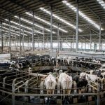 Cu copiii în vizită la ferma de vaci și la fabrica de lapte (video) (p)
