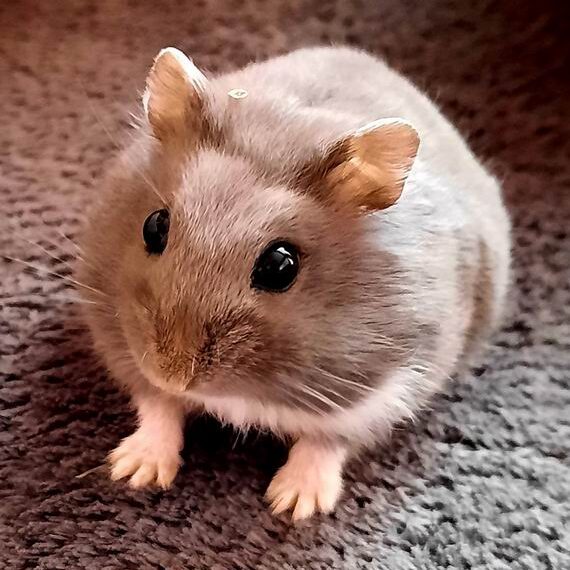 Dacă vrei un hamster pentru copilul tău, citește întâi asta
